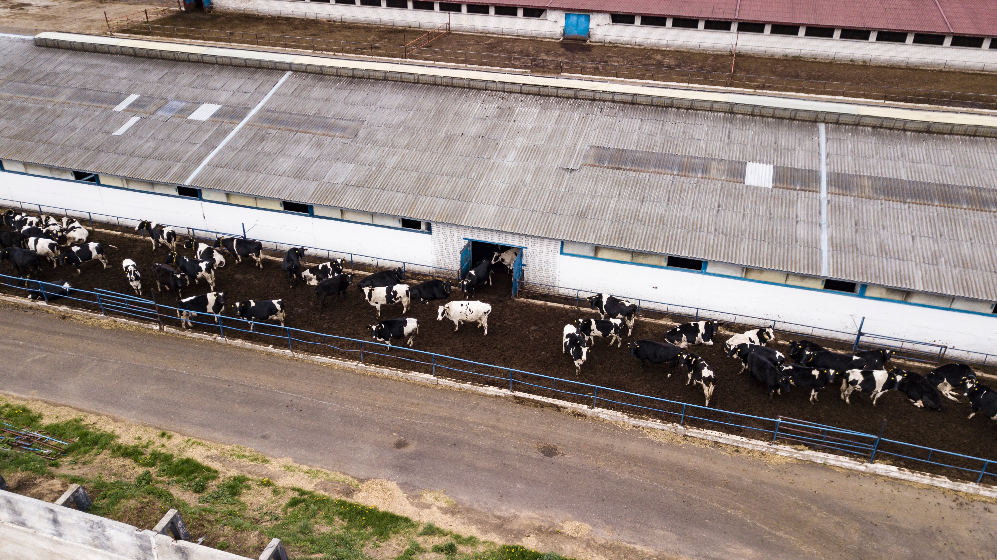 Cattle feedlots